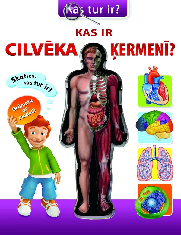Kas ir cilvēka ķermenī?